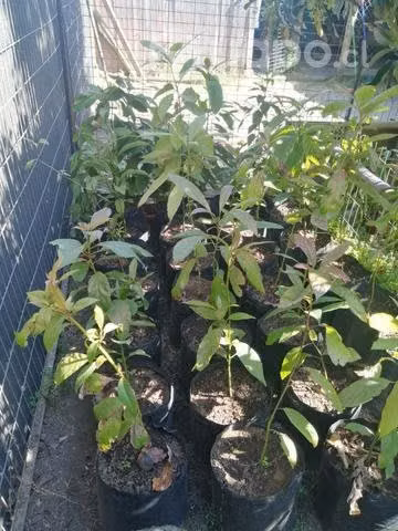 Árboles frutales, paltos
