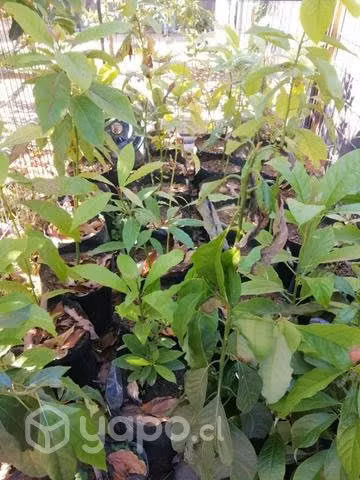Árboles frutales, paltos