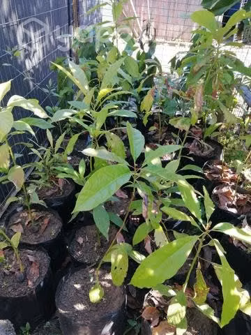 Árboles frutales, paltos