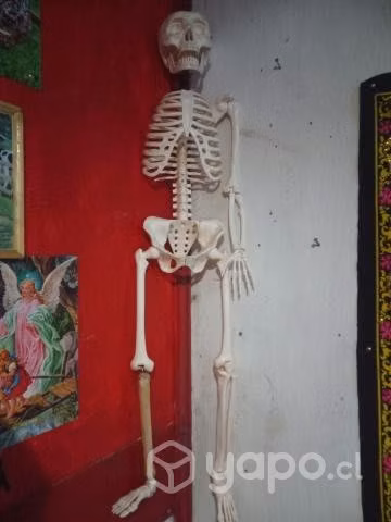 Esqueleto