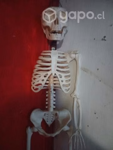 Esqueleto