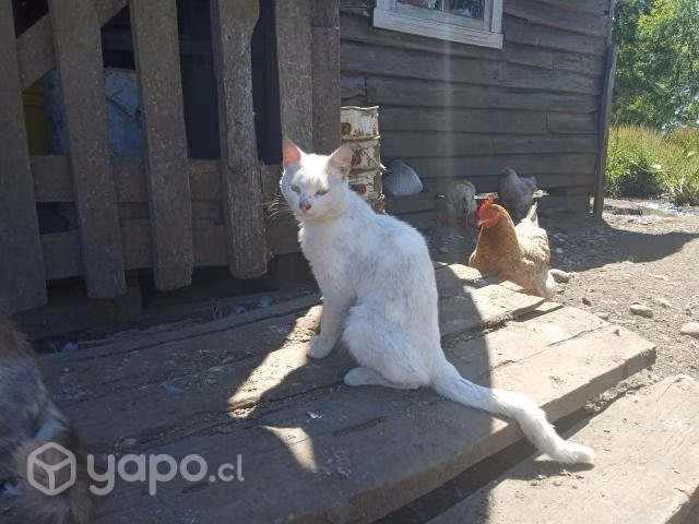 Se regalan gatitos machos - Imagen 4