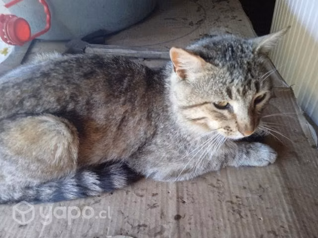 Se regalan gatitos machos