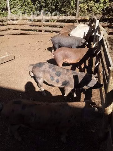 Chanchos