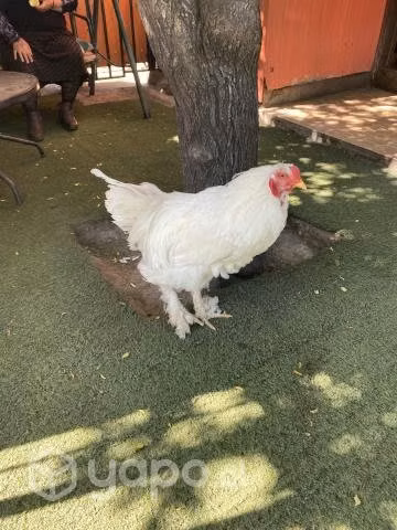 Gallos raza Brahma
