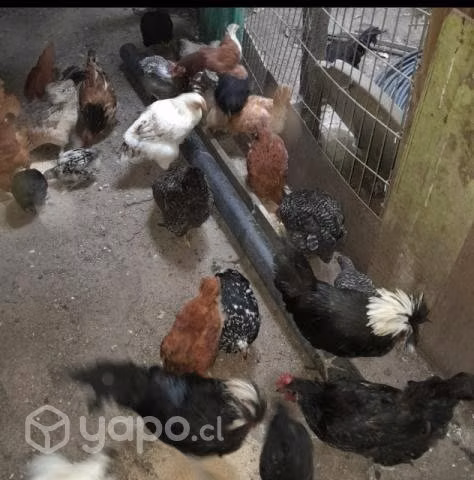 Gallinas, pollos - Imagen 2
