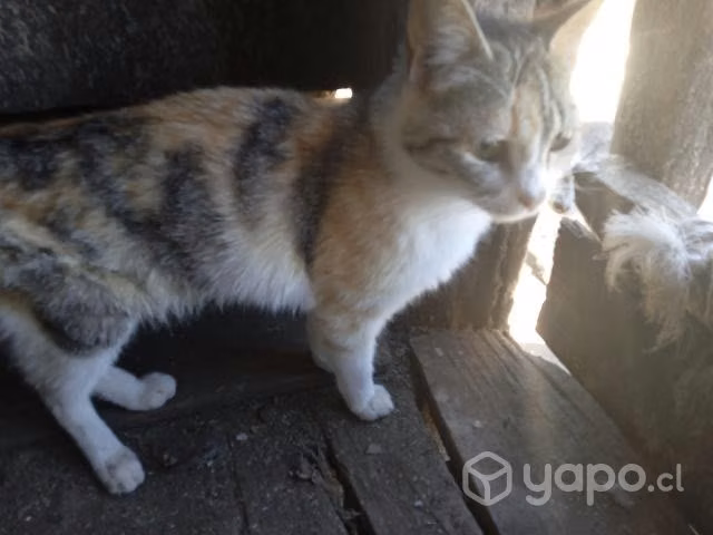 Se regalan gatitas y gatitos