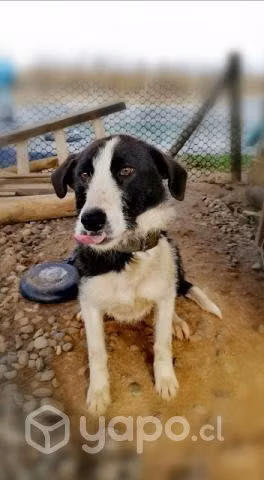 Se da en Adopción Perrita