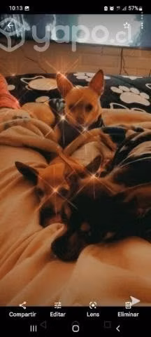 Macho chihuahua para cruza