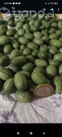 plantas Cucamelon ( enredadera)
