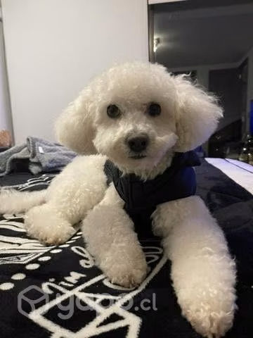 Poodle para cruza