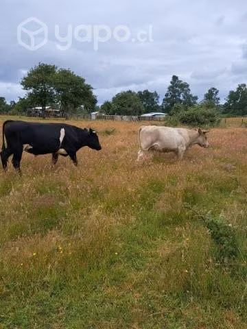 Toritos