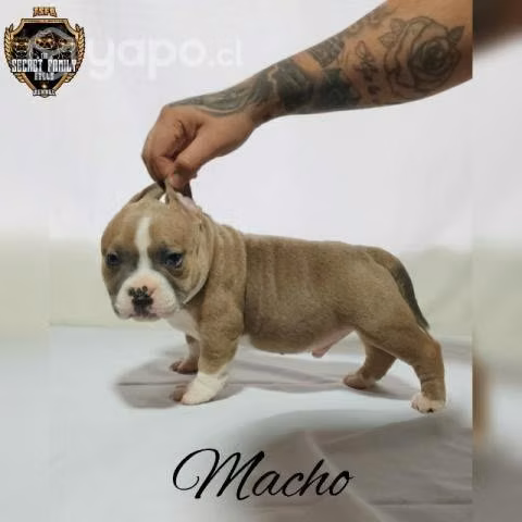 Cachorros American Bully