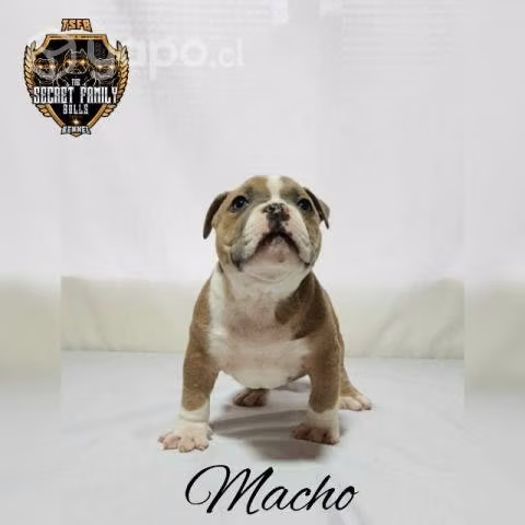 Cachorros American Bully