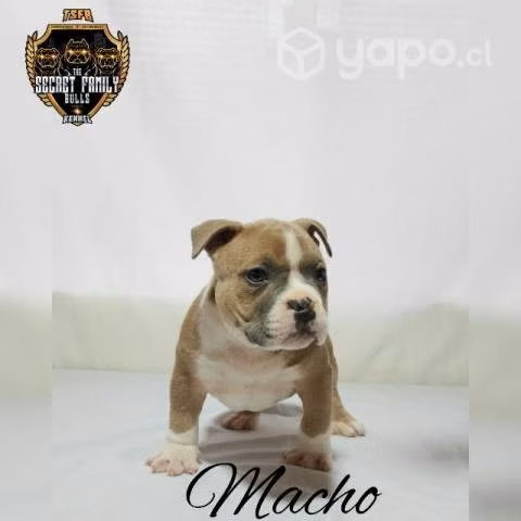 Cachorros American Bully