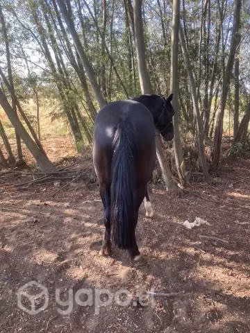Potro de tres años inscrito