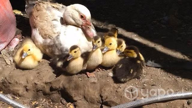 Patitos muscovy