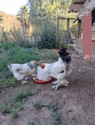Gallinas Brahma