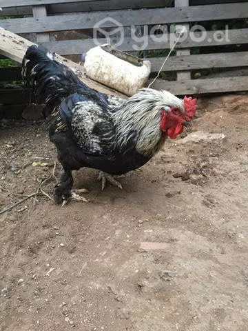 Gallo brahama adulto - Imagen 5