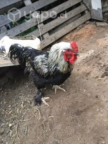 Gallo brahama adulto