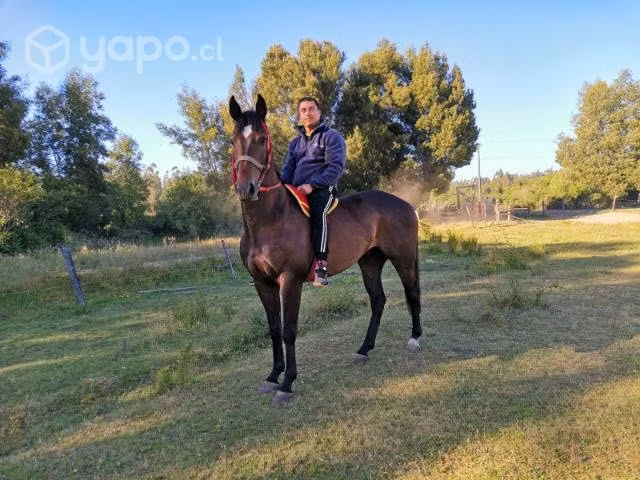 Caballo de 4 años