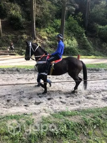 Caballo de 4 años