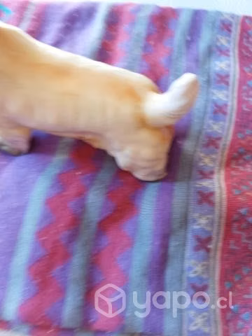 Perrito