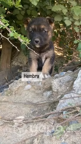 Adopción