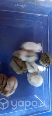 Hamster sirios rusos