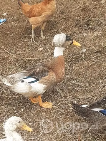 Patos machos con moños - Imagen 4