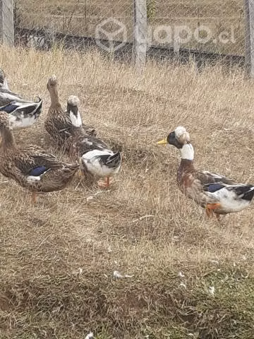 Patos machos con moños - Imagen 2
