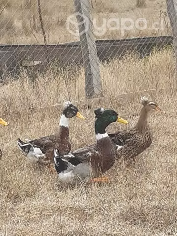 Patos machos con moños - Imagen 5