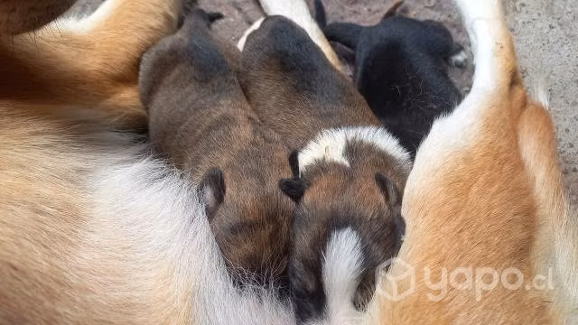 Regalo perritos en adopción - Imagen 3