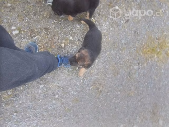 Se regalan perritos mezcla de pastor alemán tiene