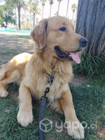 Busco NOVIA GOLDEN RETREIVER para mi Goden