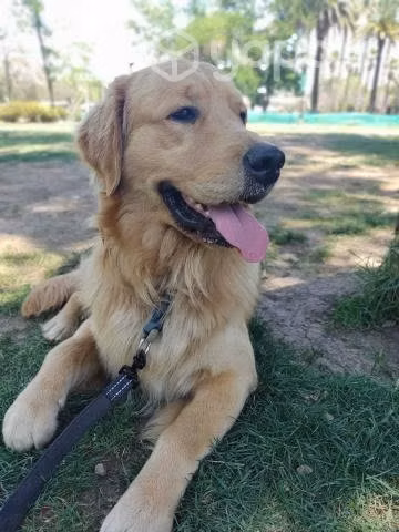 Busco NOVIA GOLDEN RETREIVER para mi Goden