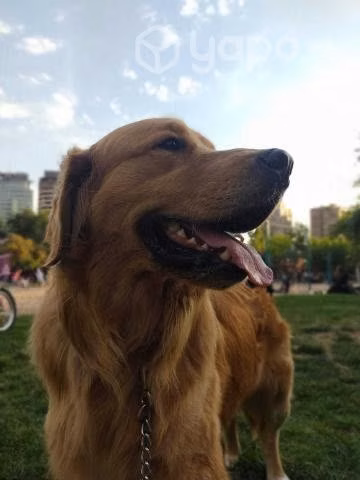 Busco NOVIA GOLDEN RETREIVER para mi Goden