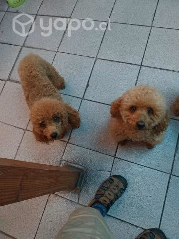 Perro poodle para cruza