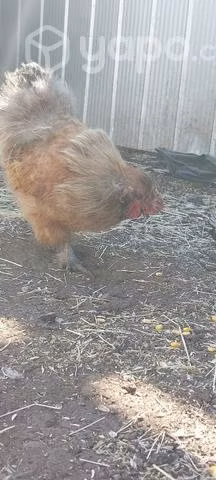 Gallito sedoso