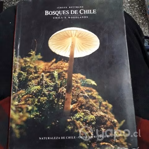 Bosques de chile Jurgen rottmann