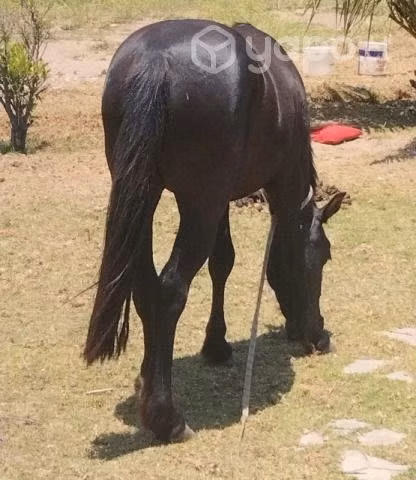 Yegua
