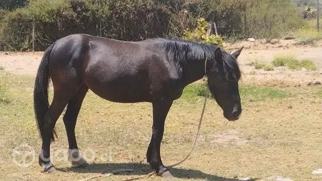 Yegua
