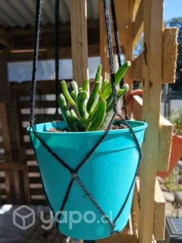 Hermosas plantas para decorar tu hogar o regalar