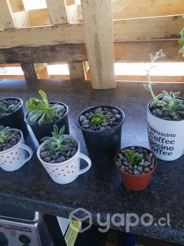 Hermosas plantas para decorar tu hogar o regalar
