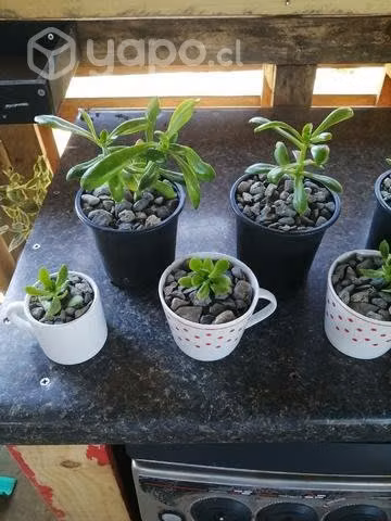 Hermosas plantas para decorar tu hogar o regalar