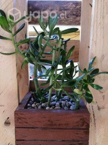 Hermosas plantas para decorar tu hogar o regalar