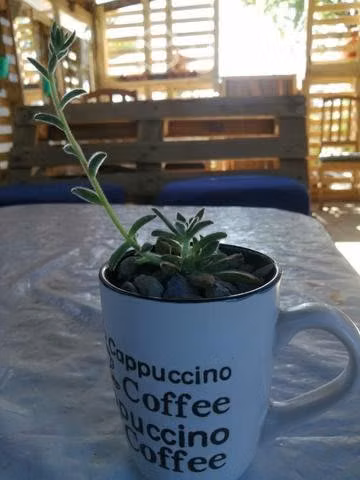 Hermosas plantas para decorar tu hogar o regalar