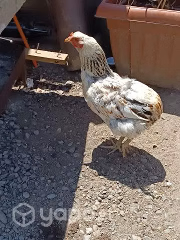 Gallinas collonkas poniendo
