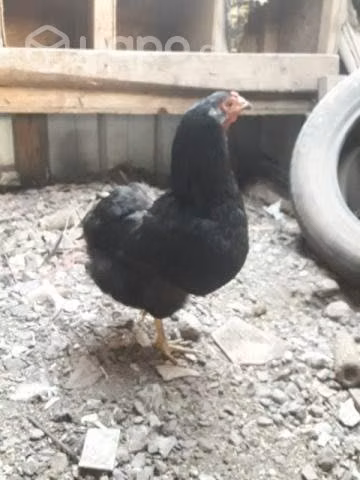 Gallinas collonkas poniendo