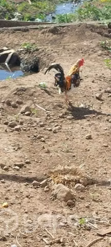 Pareja de la pasion